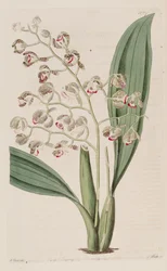 Illustration von Oncidium pubes